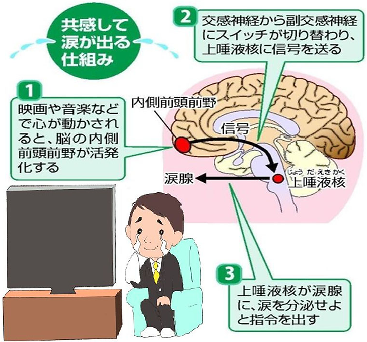 涙の効果,泣きの効果